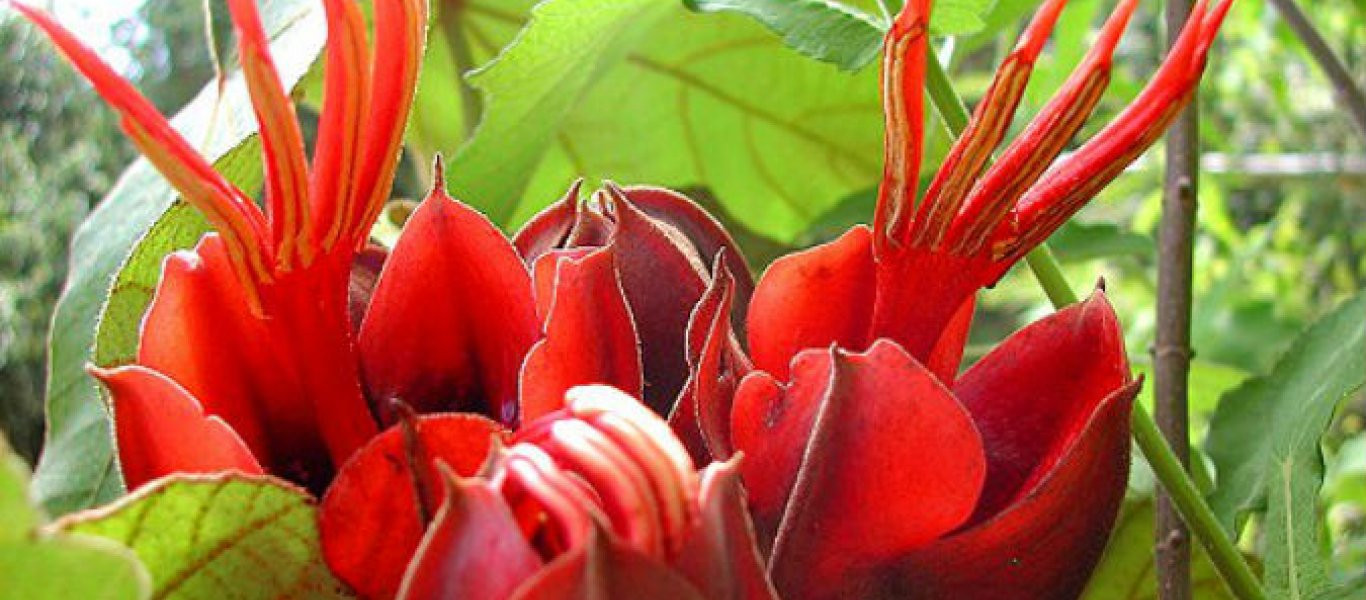 Τα χέρια του Διαβόλου: Ένα παράξενο φυτό! (φωτό)